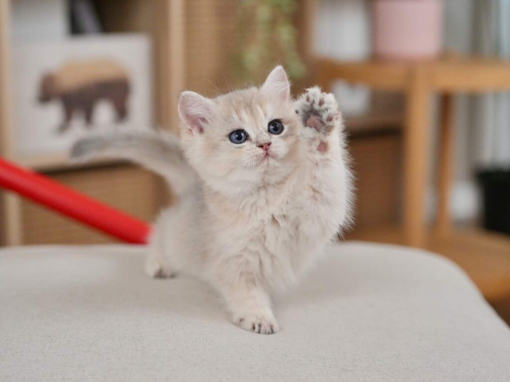 Blue Golden Shaded British Shorthair - Finn - British Shorthair for sale & British Longhair Kittens for sale