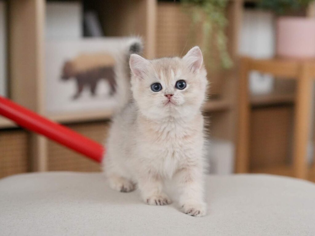 Blue Golden Shaded British Shorthair - Finn - British Shorthair for sale & British Longhair Kittens for sale