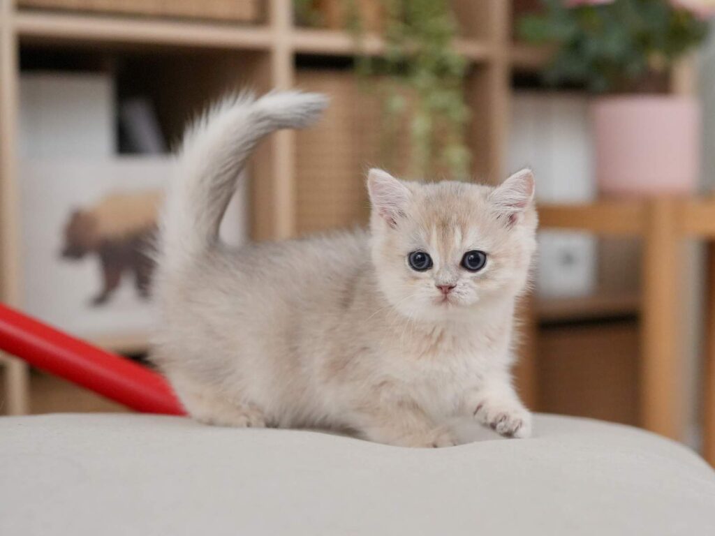 Blue Golden Shaded British Shorthair - Finn - British Shorthair for sale & British Longhair Kittens for sale