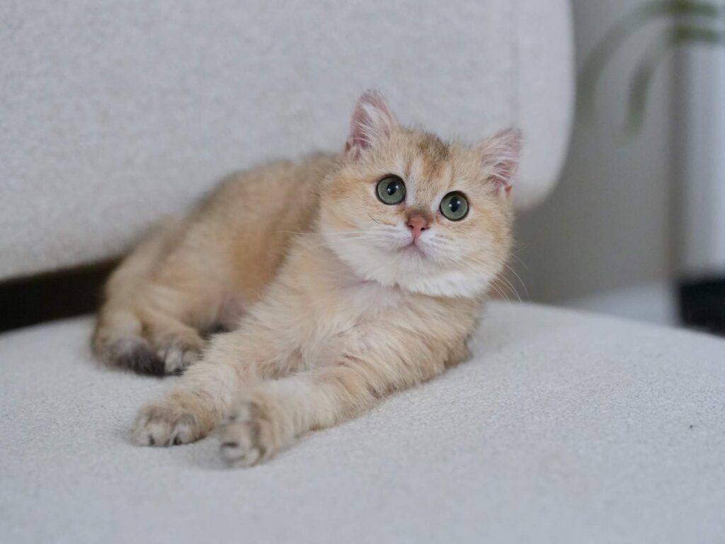 Golden Shaded British Shorthair - Blackberry - British Shorthair for sale & British Longhair Kittens for sale
