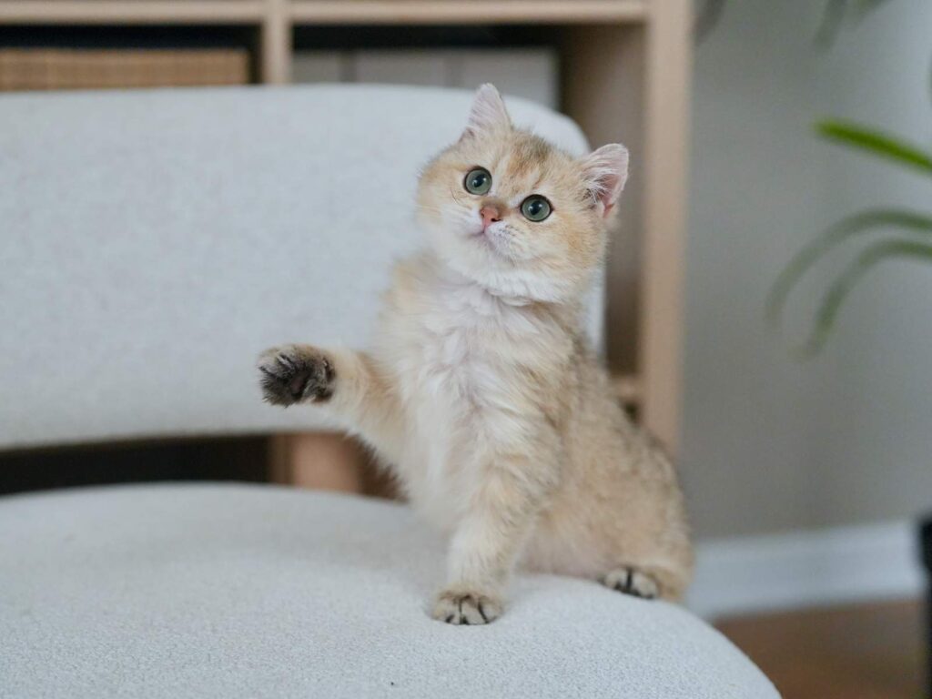 Golden Shaded British Shorthair - Blackberry - British Shorthair for sale & British Longhair Kittens for sale