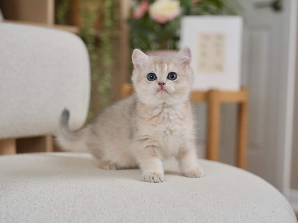 Blue Golden Shaded British Shorthair - Finn - British Shorthair for sale & British Longhair Kittens for sale