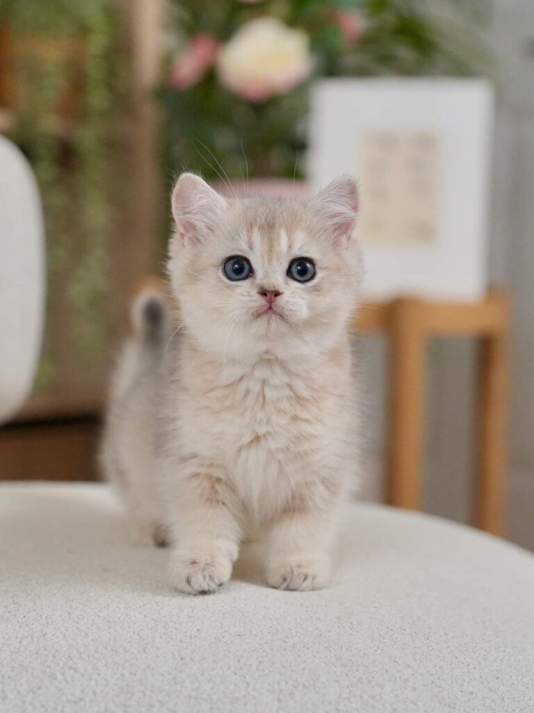 Blue Golden Shaded British Shorthair - Finn - British Shorthair for sale & British Longhair Kittens for sale