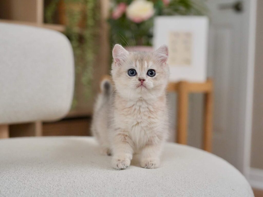 Blue Golden Shaded British Shorthair - Finn - British Shorthair for sale & British Longhair Kittens for sale