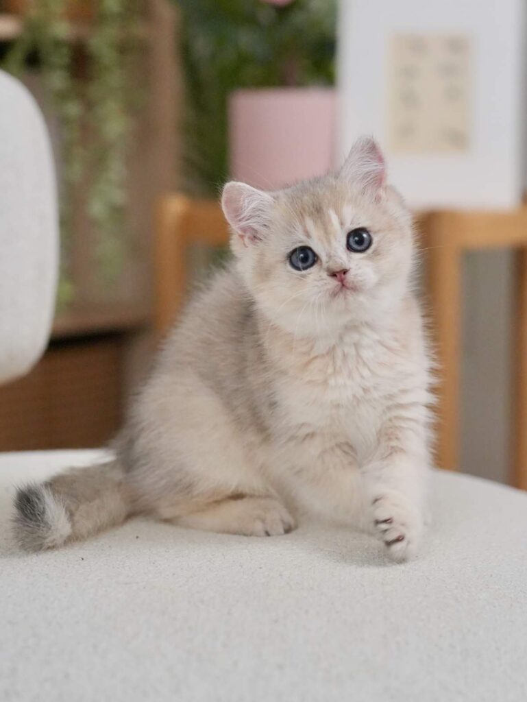 Blue Golden Shaded British Shorthair - Finn - British Shorthair for sale & British Longhair Kittens for sale