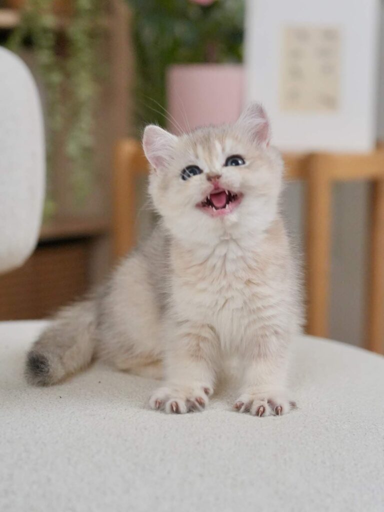 Blue Golden Shaded British Shorthair - Finn - British Shorthair for sale & British Longhair Kittens for sale