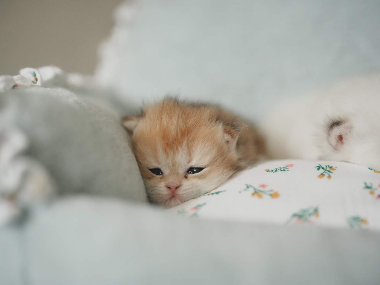 Anna's New Born Kittens - Open For Waiting List - British Shorthair for sale & British Longhair Kittens for sale