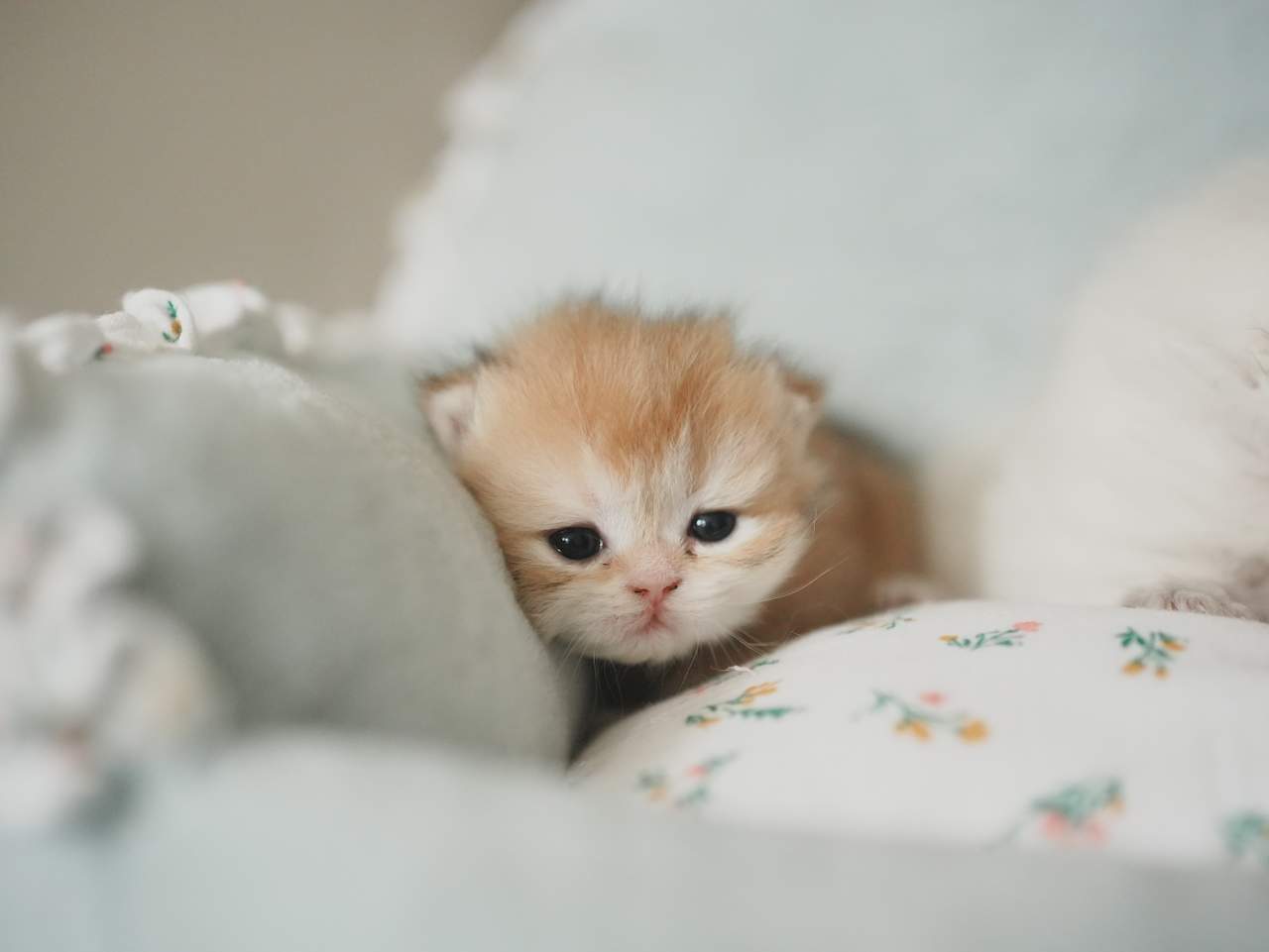 Anna's New Born Kittens - Open For Waiting List - British Shorthair for sale & British Longhair Kittens for sale