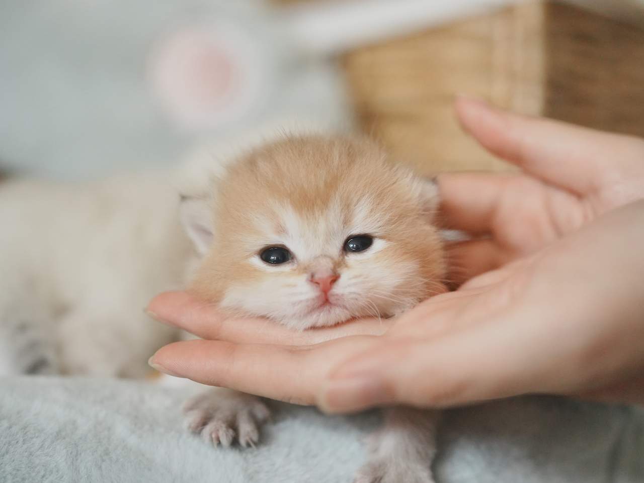 Anna's New Born Kittens - Open For Waiting List - British Shorthair for sale & British Longhair Kittens for sale
