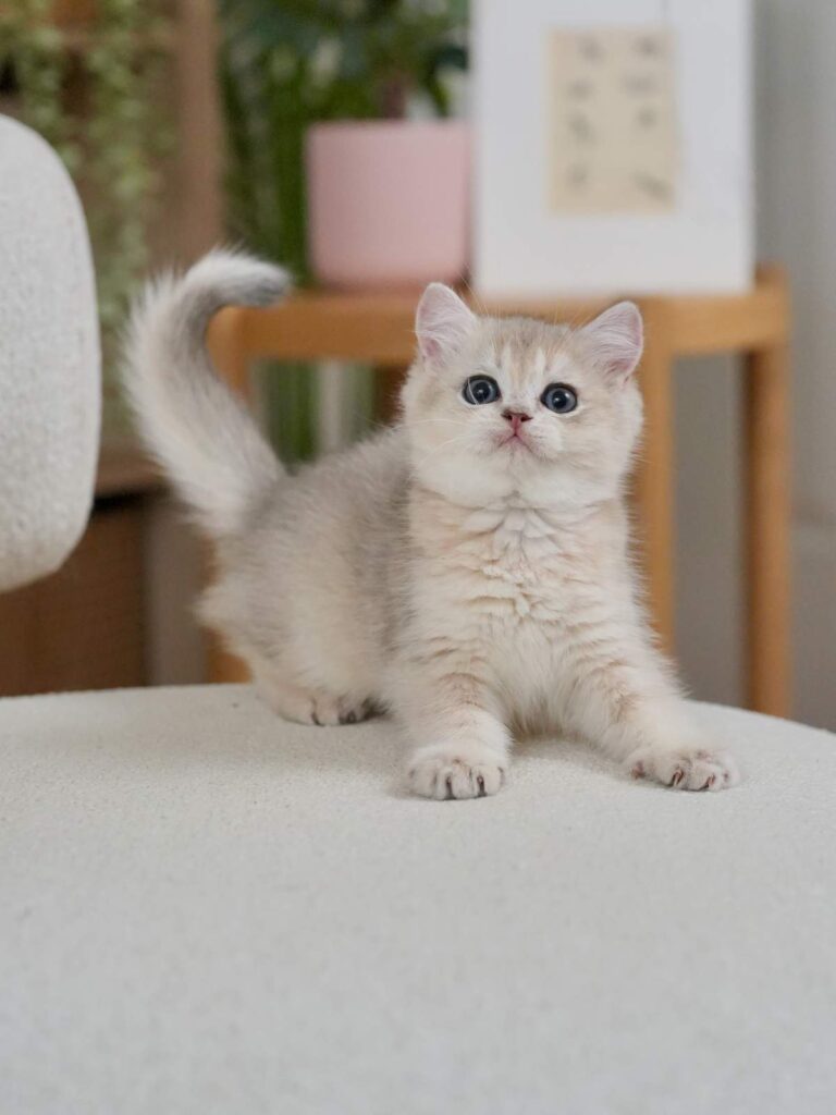 Blue Golden Shaded British Shorthair - Finn - British Shorthair for sale & British Longhair Kittens for sale