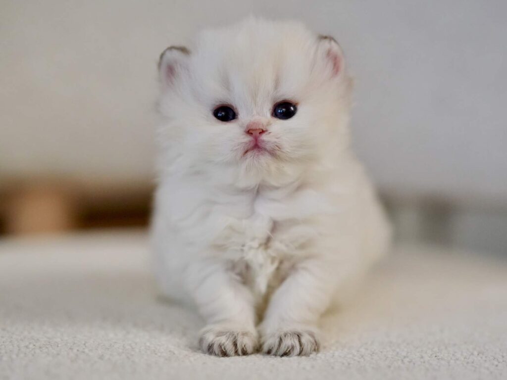 Golden Point Shaded British Longhghair - Elsie - British Shorthair for sale & British Longhair Kittens for sale