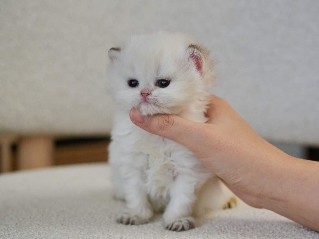 Golden Point Shaded British Longhghair - Elsie - British Shorthair for sale & British Longhair Kittens for sale