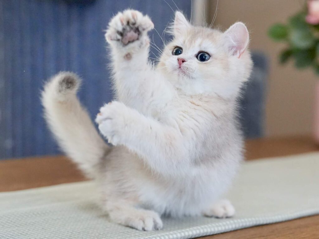 Blue Golden Shaded British Shorthair - Finn - British Shorthair for sale & British Longhair Kittens for sale