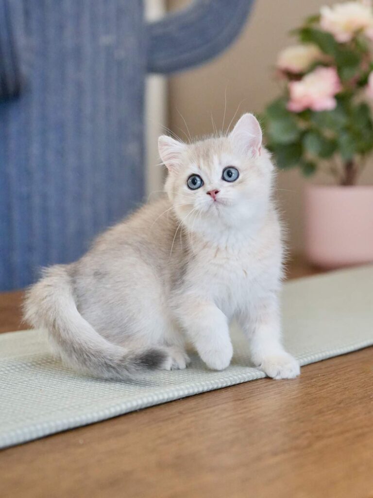 Blue Golden Shaded British Shorthair - Finn - British Shorthair for sale & British Longhair Kittens for sale