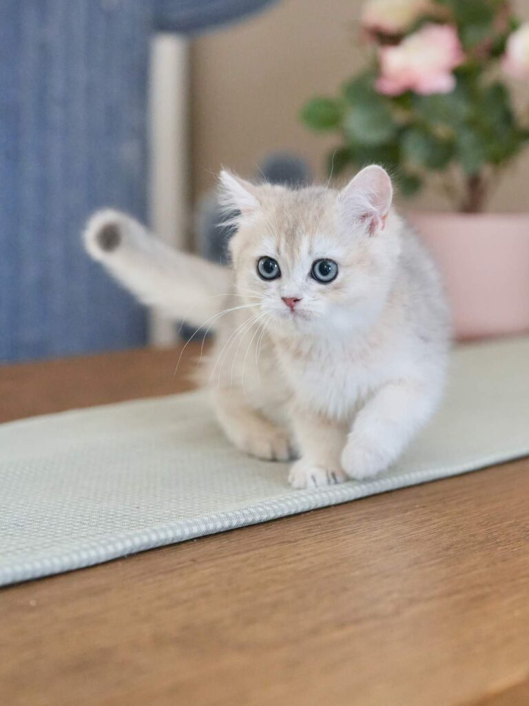Blue Golden Shaded British Shorthair - Finn - British Shorthair for sale & British Longhair Kittens for sale