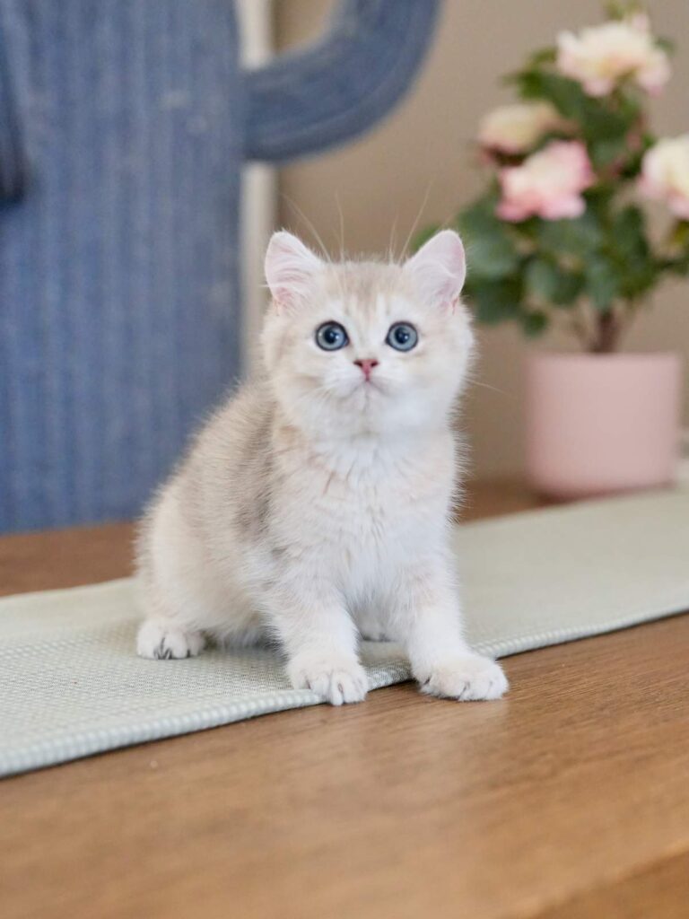 Blue Golden Shaded British Shorthair - Finn - British Shorthair for sale & British Longhair Kittens for sale