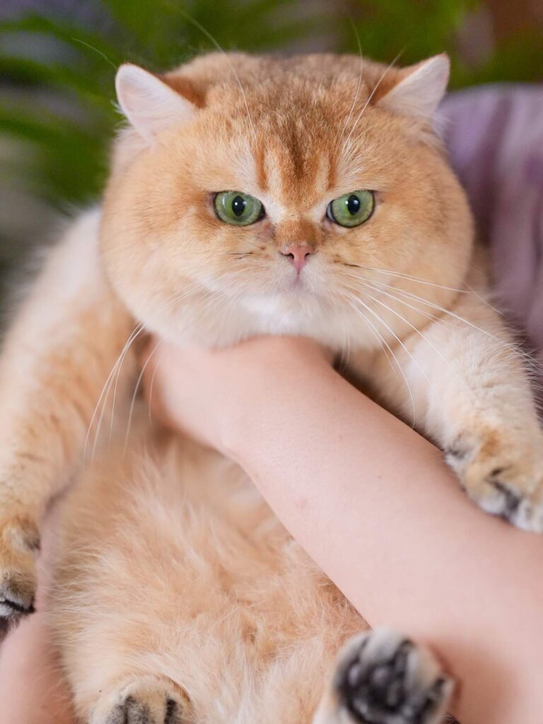 Golden Shaded British Shorthair - Carson - British Shorthair for sale & British Longhair Kittens for sale
