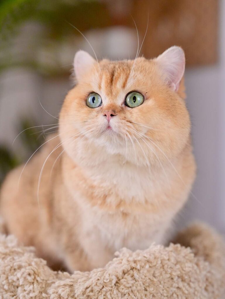 Golden Shaded British Shorthair - Carson - British Shorthair for sale & British Longhair Kittens for sale