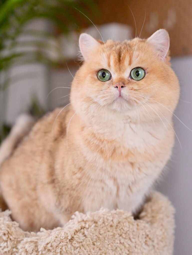Golden Shaded British Shorthair - Carson - British Shorthair for sale & British Longhair Kittens for sale