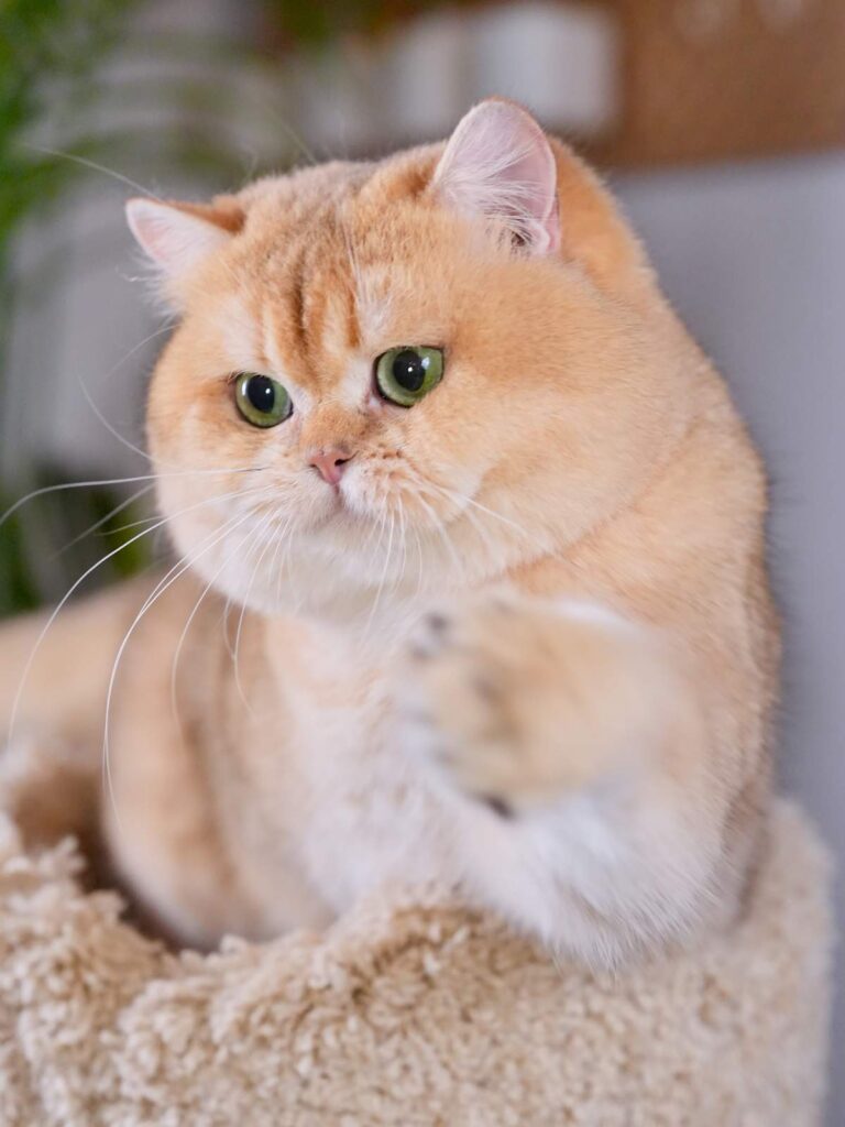 Golden Shaded British Shorthair - Carson - British Shorthair for sale & British Longhair Kittens for sale