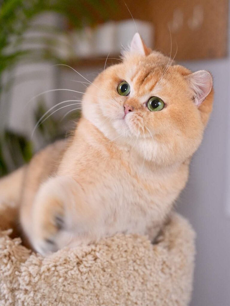 Golden Shaded British Shorthair - Carson - British Shorthair for sale & British Longhair Kittens for sale