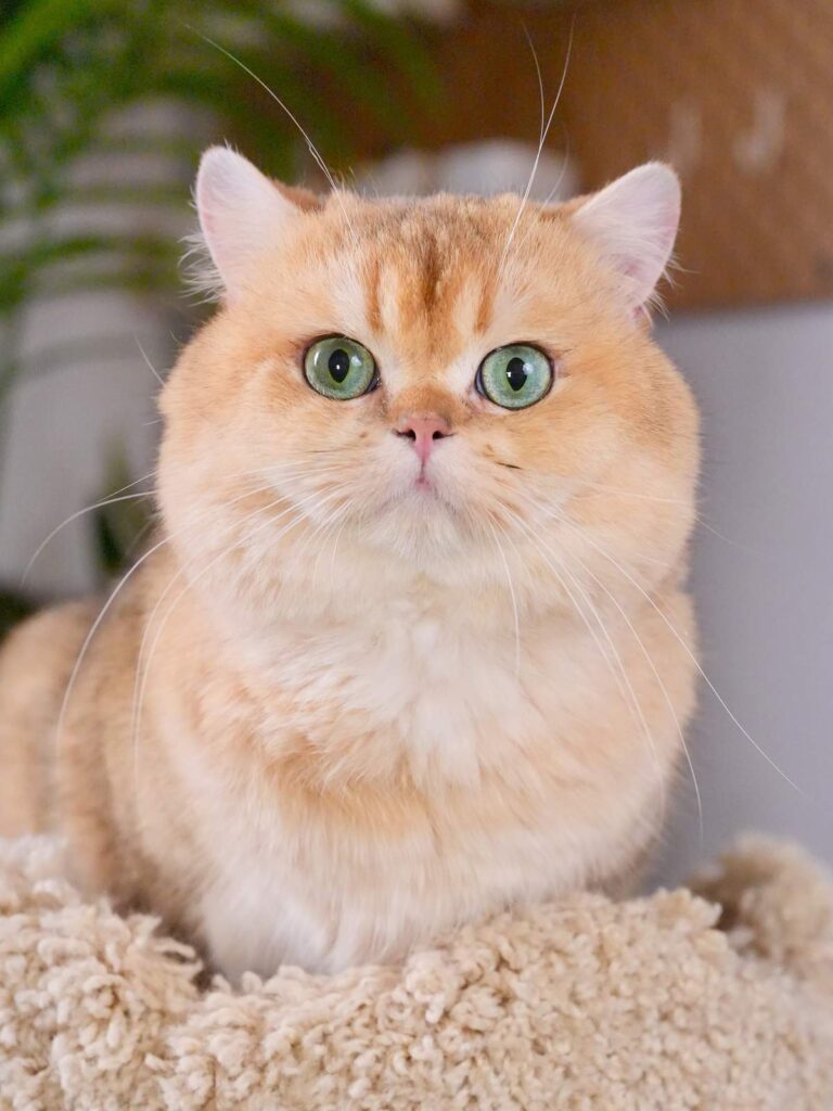 Contact Us - British Shorthair for sale & British Longhair Kittens for sale