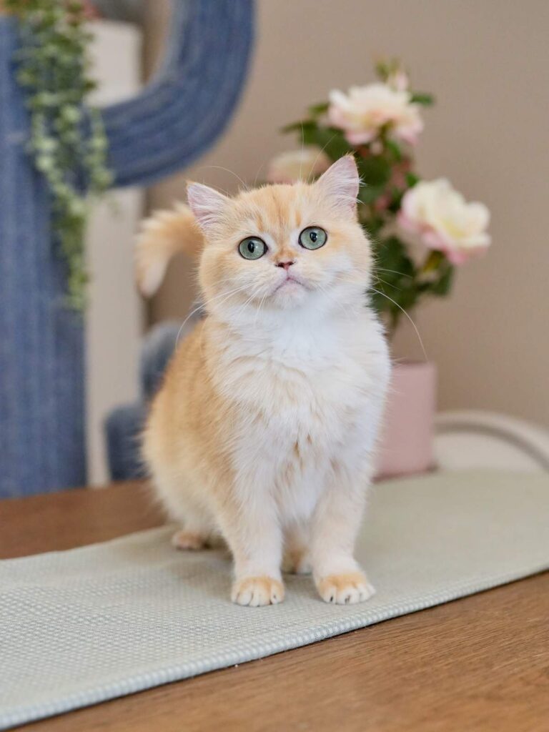 Golden Shaded British Shorthair – Bilibili - British Shorthair for sale & British Longhair Kittens for sale
