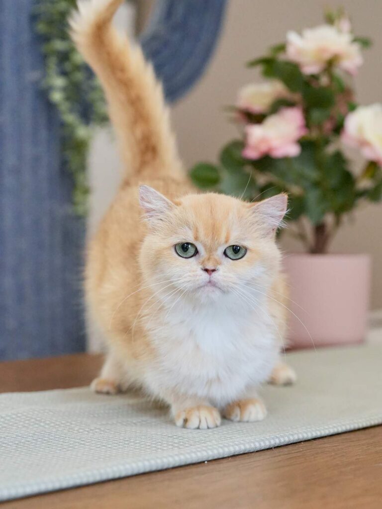 Golden Shaded British Shorthair – Bilibili - British Shorthair for sale & British Longhair Kittens for sale