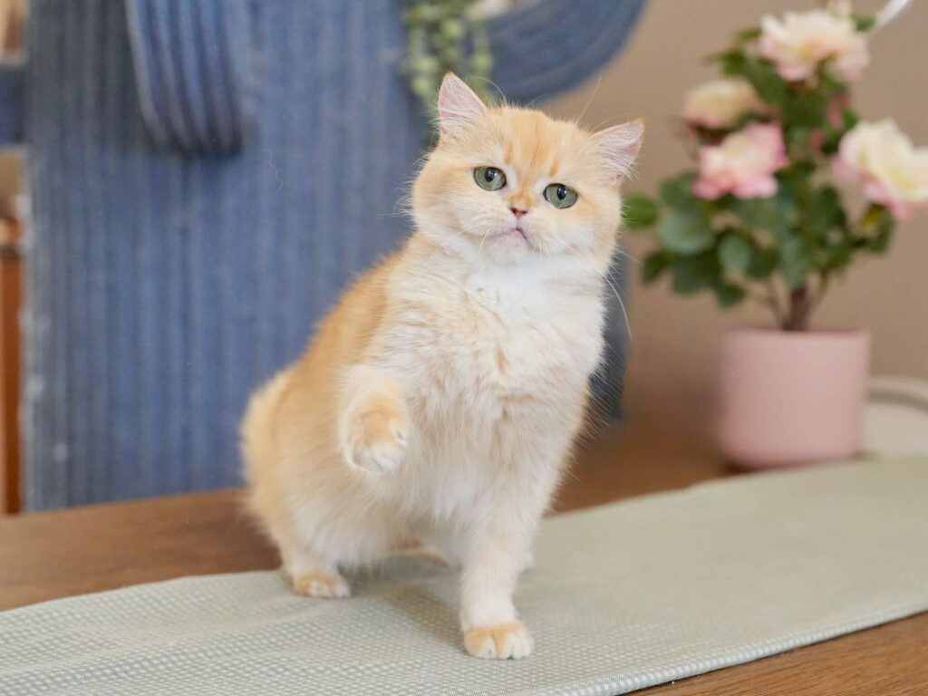 DSC06716_result Golden Shaded British Shorthair – Bilibili - British Shorthair for sale & British Longhair Kittens for sale