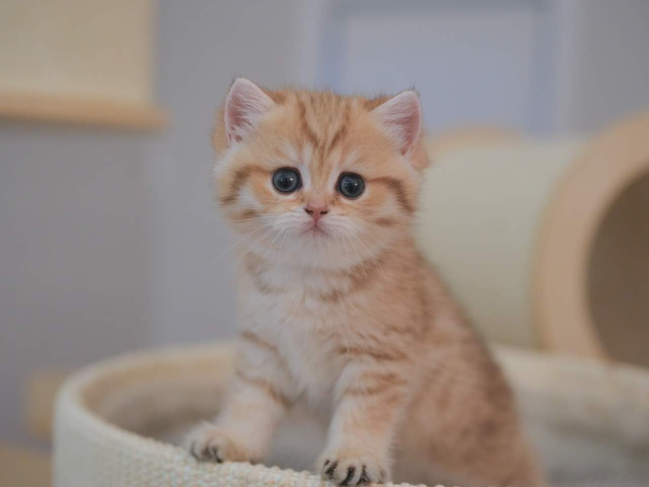 british shorthair cat san francisco