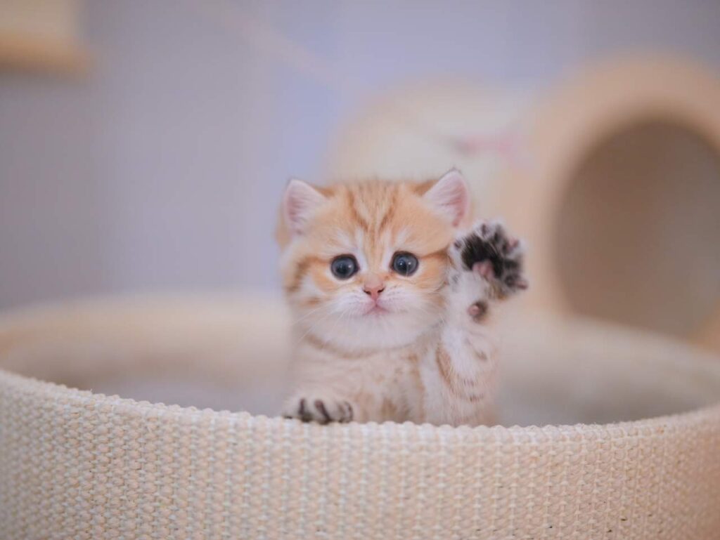 Bagel - Golden Shaded British Shorthair - British Shorthair for sale & British Longhair Kittens for sale