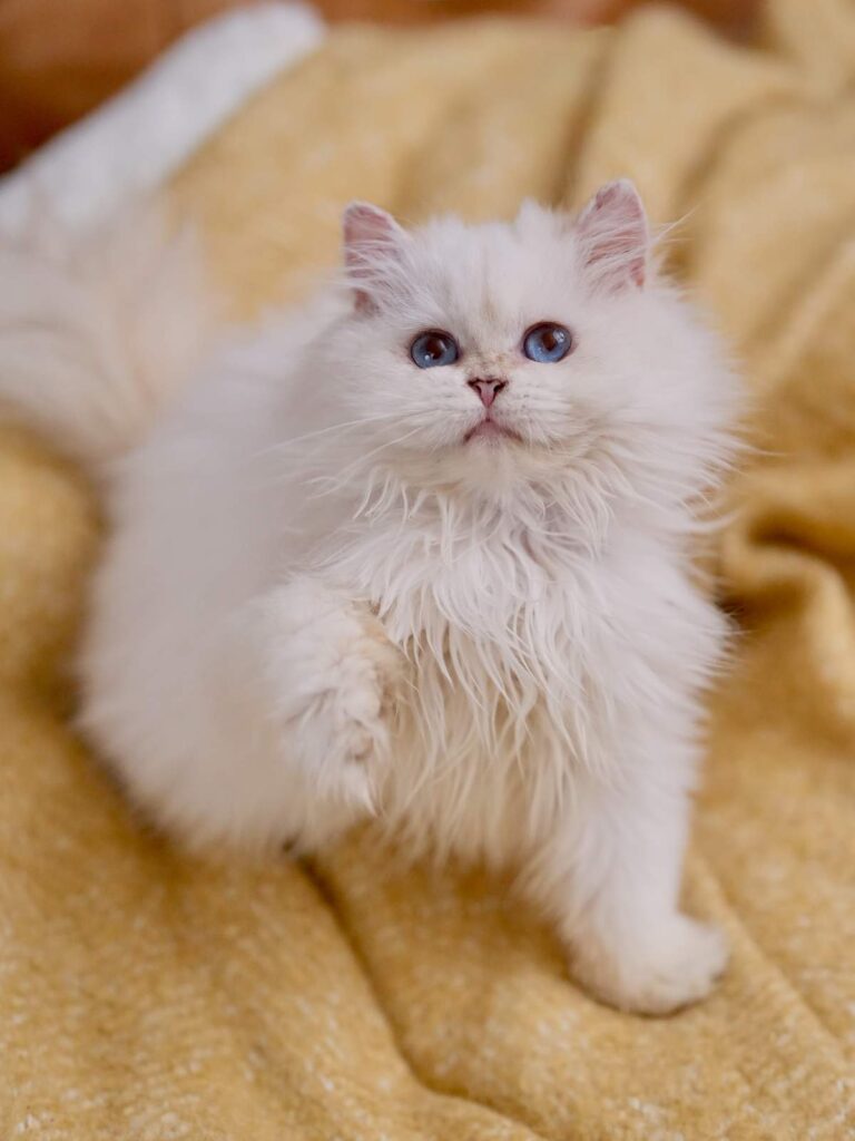 Golden Point Shaded British Longhghair - Salute - British Shorthair for sale & British Longhair Kittens for sale
