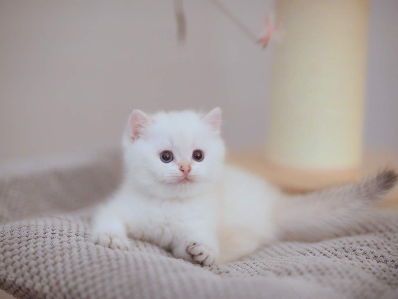 kitten for sale near me