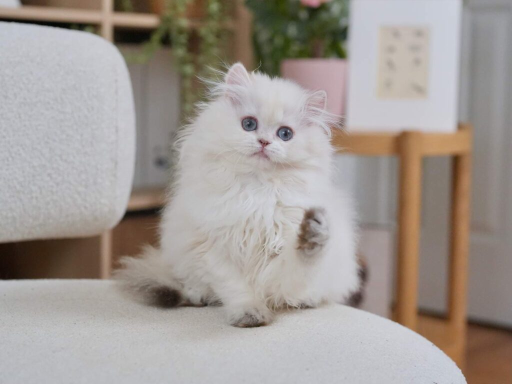 Golden Point Shaded British Longhghair - Elsie - British Shorthair for sale & British Longhair Kittens for sale