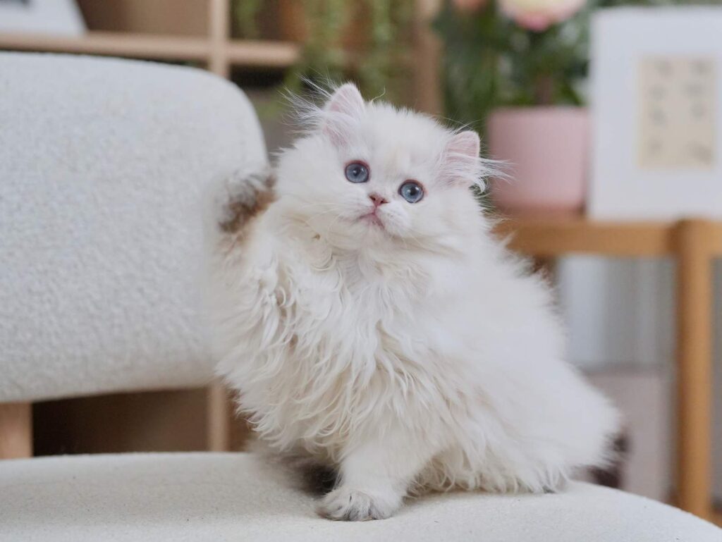 Golden Point Shaded British Longhghair - Elsie - British Shorthair for sale & British Longhair Kittens for sale