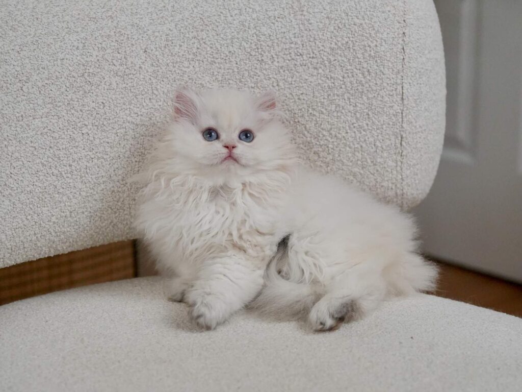 Golden Point Shaded British Longhghair - Elsie - British Shorthair for sale & British Longhair Kittens for sale