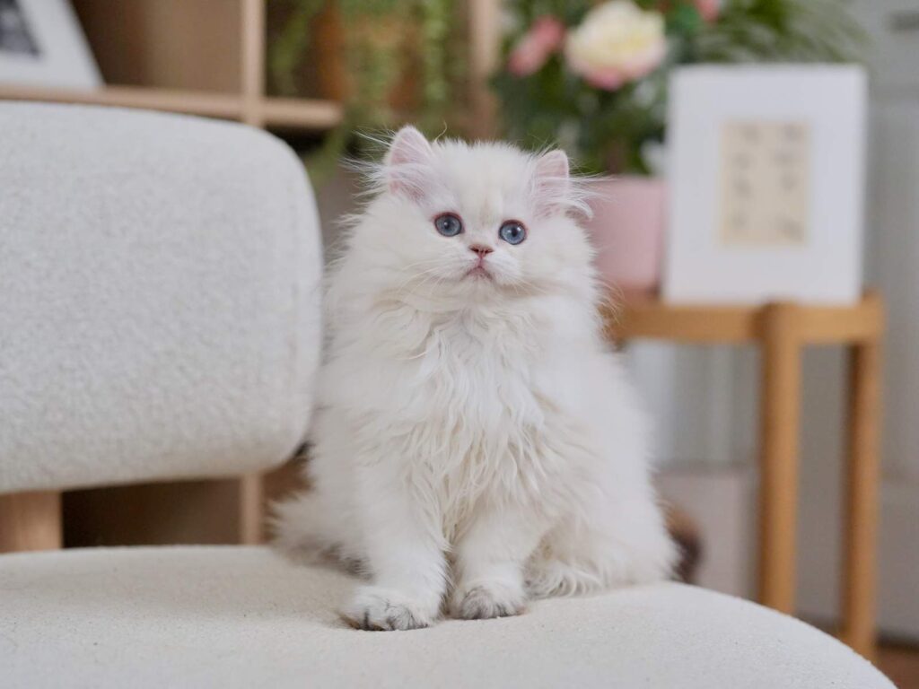 Golden Point Shaded British Longhghair - Elsie - British Shorthair for sale & British Longhair Kittens for sale