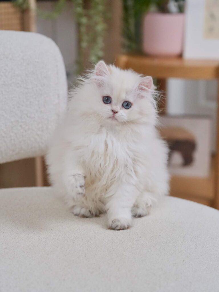 Golden Point Shaded British Longhghair - Elsie - British Shorthair for sale & British Longhair Kittens for sale