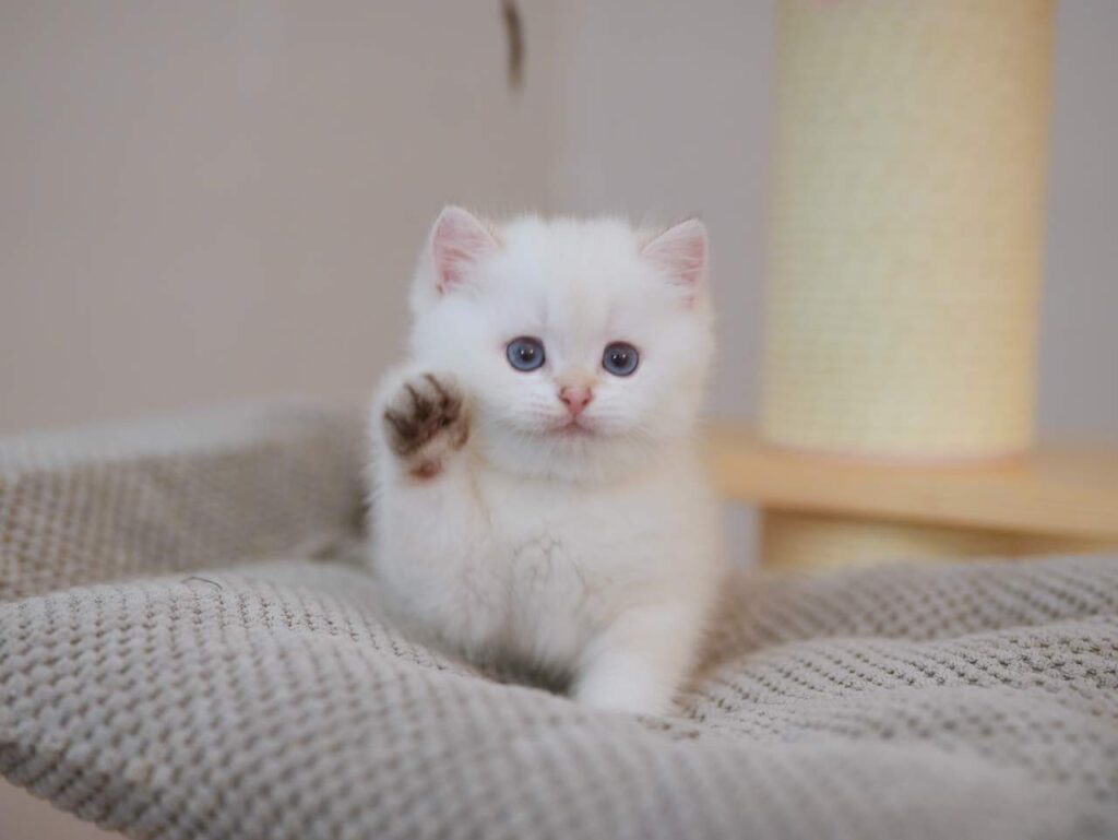 Pinenut - Golden Point Shaded British Shorthair - British Shorthair for sale & British Longhair Kittens for sale