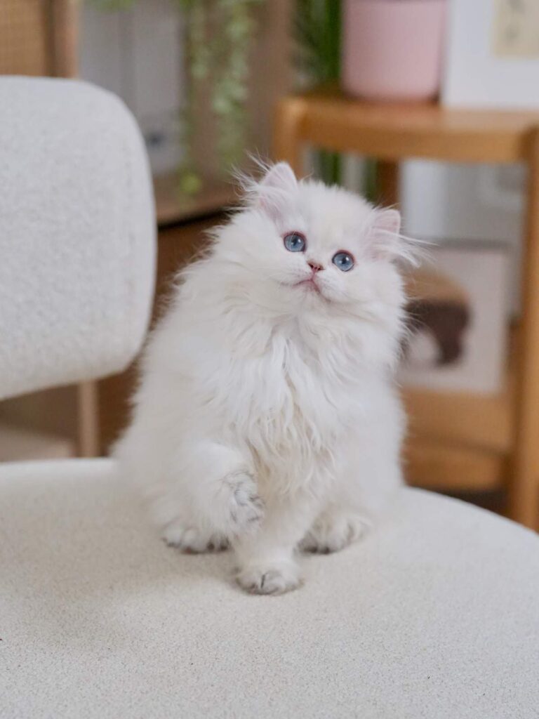 Golden Point Shaded British Longhghair - Elsie - British Shorthair for sale & British Longhair Kittens for sale