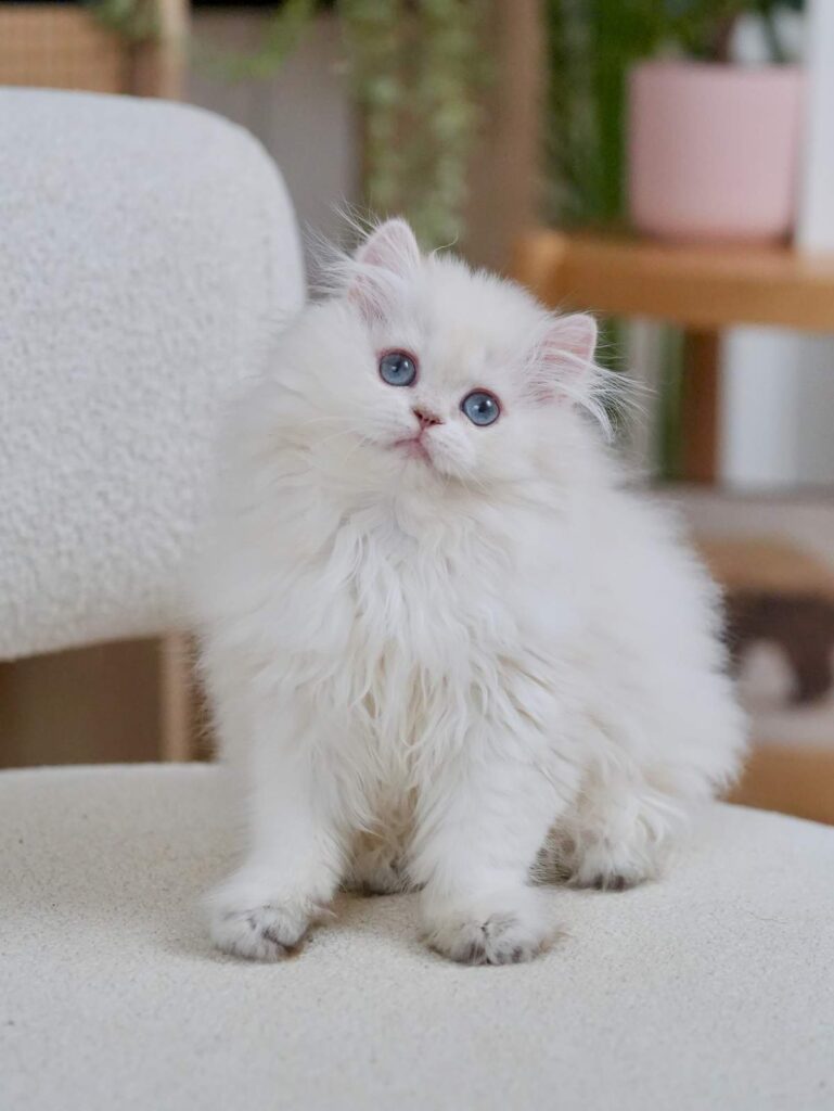 Golden Point Shaded British Longhghair - Elsie - British Shorthair for sale & British Longhair Kittens for sale