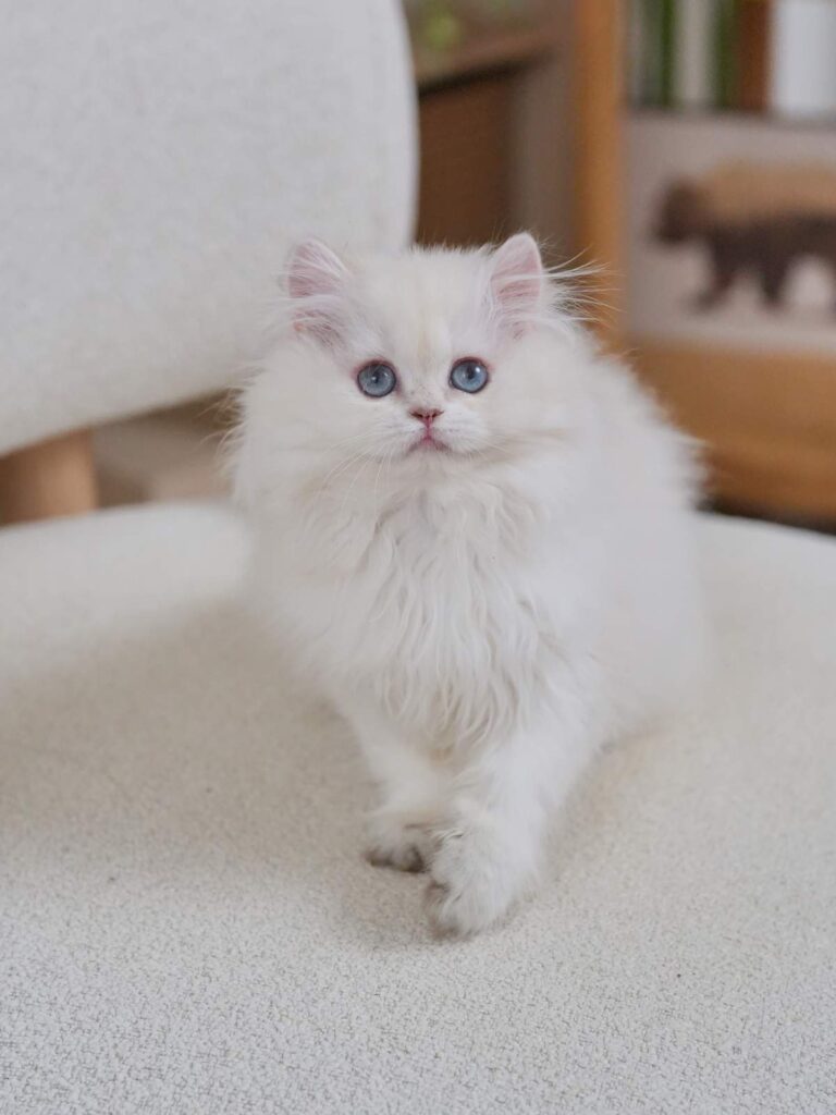 Golden Point Shaded British Longhghair - Elsie - British Shorthair for sale & British Longhair Kittens for sale