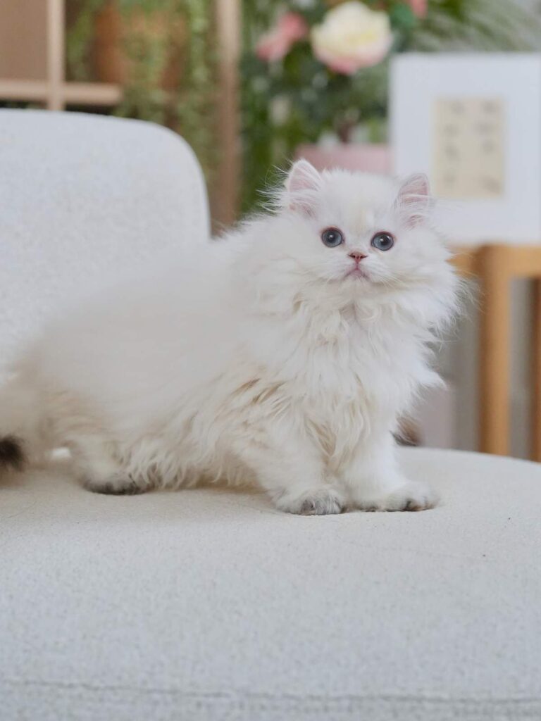 Golden Point Shaded British Longhghair - Elsie - British Shorthair for sale & British Longhair Kittens for sale