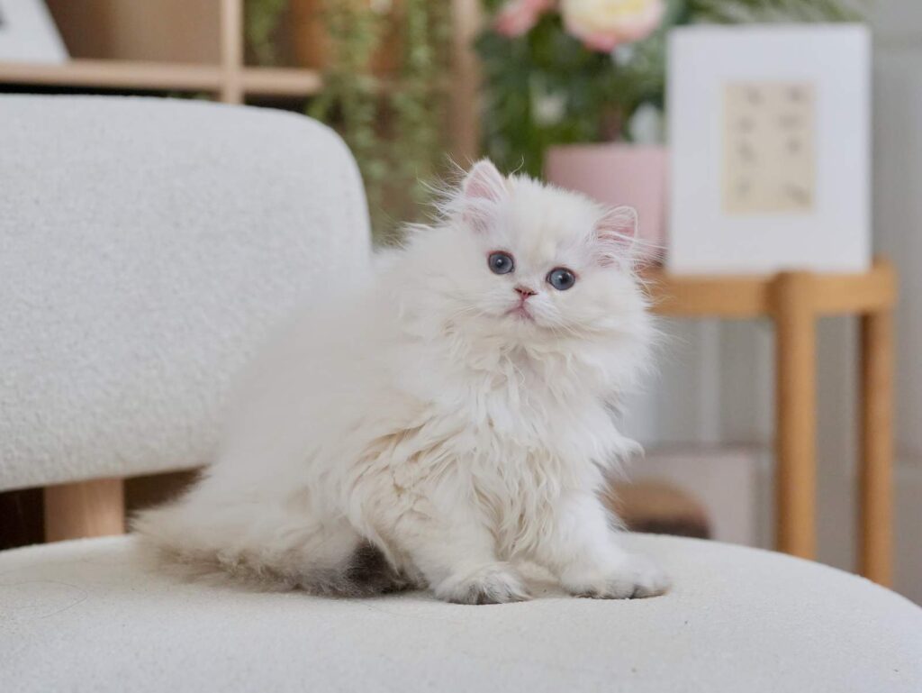 Golden Point Shaded British Longhghair - Elsie - British Shorthair for sale & British Longhair Kittens for sale