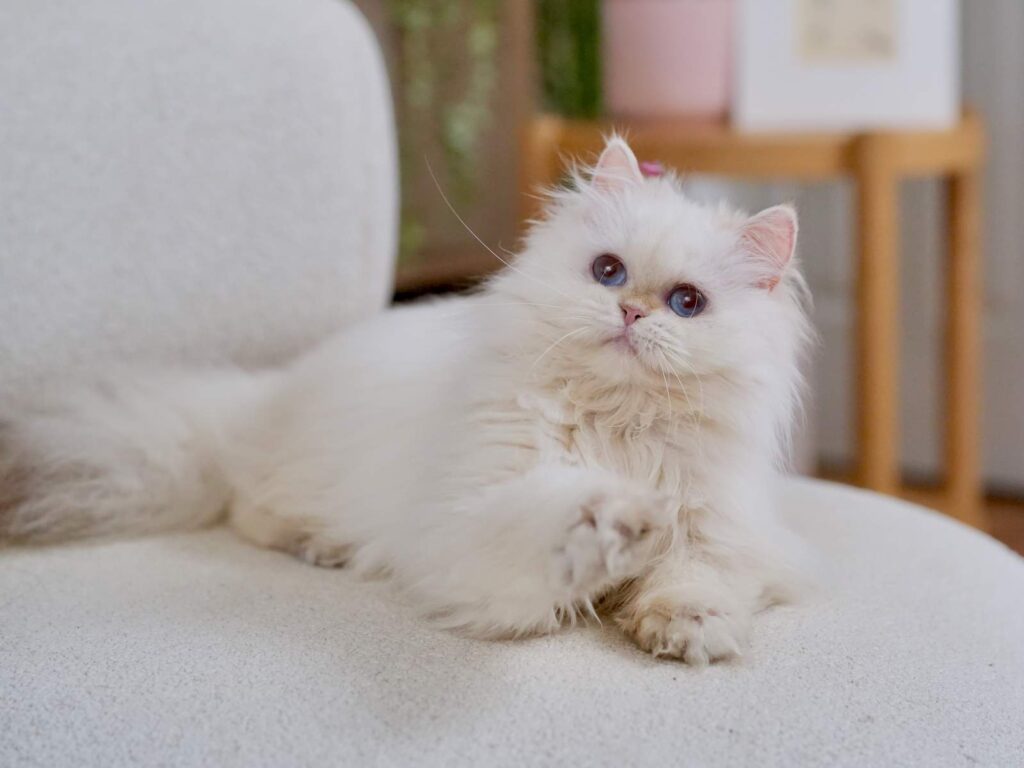 Golden Point Shaded British Longhghair - Salute - British Shorthair for sale & British Longhair Kittens for sale