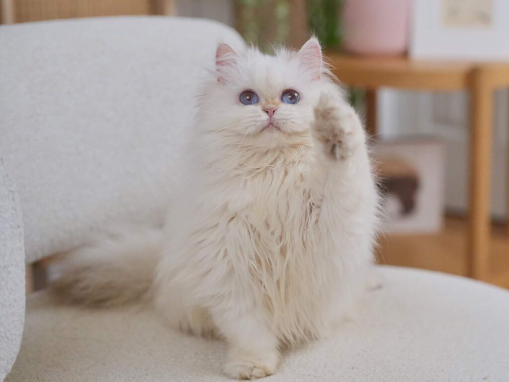 Golden Point Shaded British Longhghair - Salute - British Shorthair for sale & British Longhair Kittens for sale