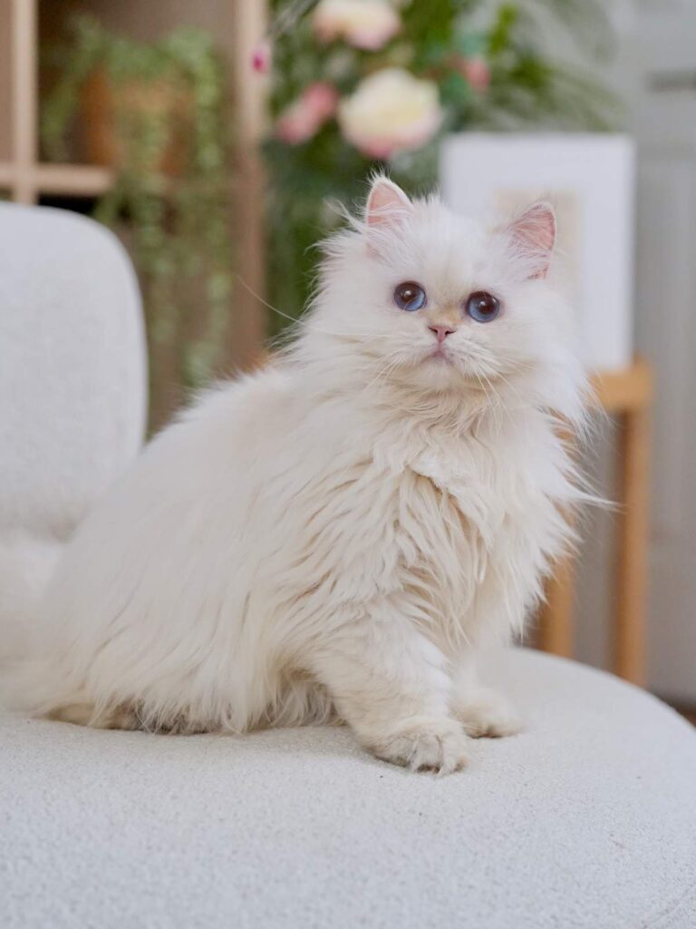 Golden Point Shaded British Longhghair - Salute - British Shorthair for sale & British Longhair Kittens for sale