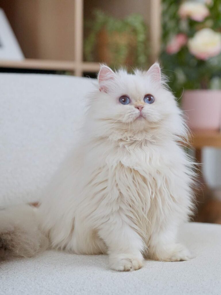 Golden Point Shaded British Longhghair - Salute - British Shorthair for sale & British Longhair Kittens for sale