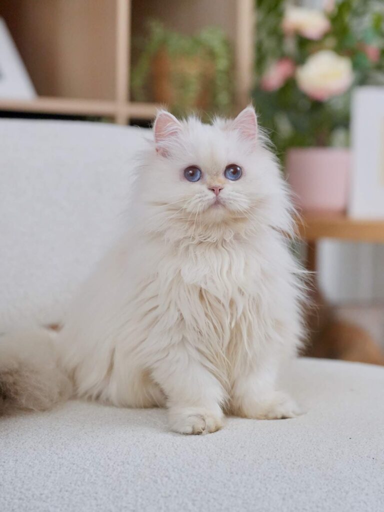 Golden Point Shaded British Longhghair - Salute - British Shorthair for sale & British Longhair Kittens for sale