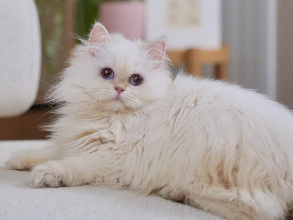 Golden Point Shaded British Longhghair - Salute - British Shorthair for sale & British Longhair Kittens for sale